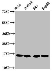 HIST1H3A Antibody