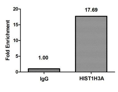 HIST1H3A Antibody