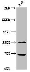 HIST1H3A Antibody