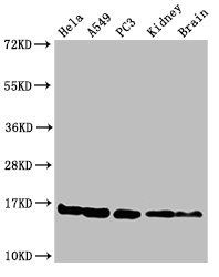 HIST1H3A Antibody