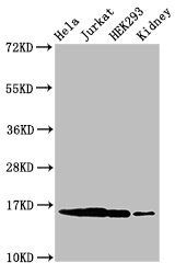 HIST1H3A Antibody