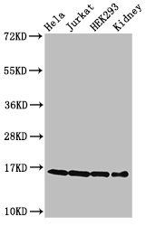 HIST1H3A Antibody