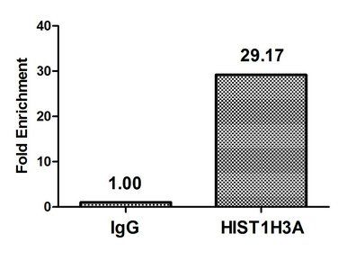 HIST1H3A Antibody