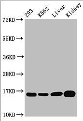 HIST1H3A Antibody