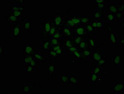 HIST1H3A Antibody