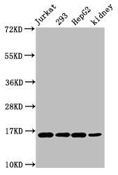 HIST1H3A Antibody