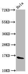 HIST1H3A Antibody