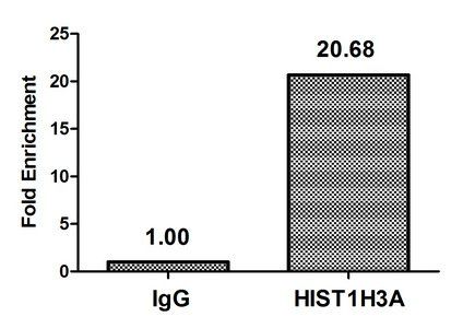 HIST1H3A Antibody