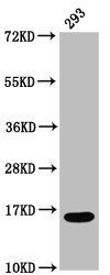 HIST1H3A Antibody