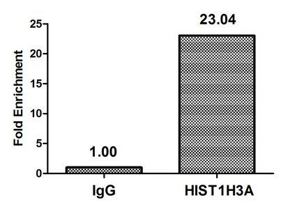 HIST1H3A Antibody