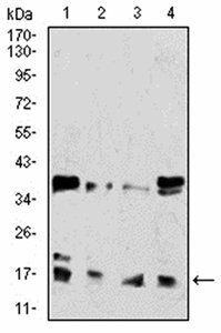 HIST2H3C(27Ac) Antibody