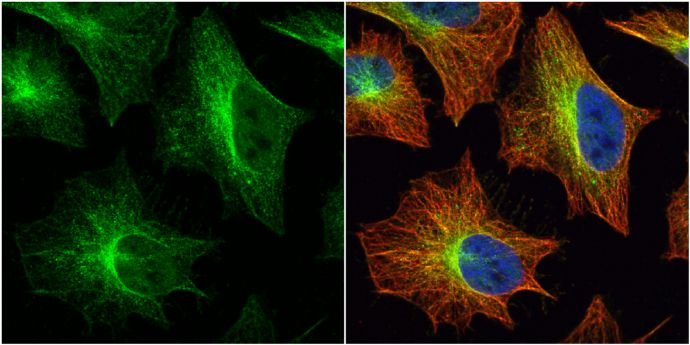 histamine receptor H2 Antibody