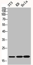 HIST1H1B/HIST1H1D/HIST1H1E Antibody