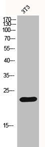 HIST1H1B/HIST1H1D/HIST1H1E Antibody