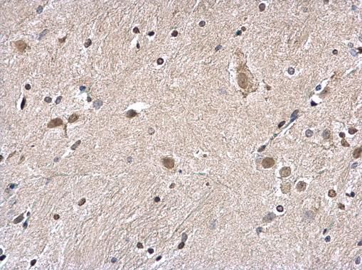 H2A histone family member Z Antibody