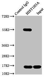 HIST1H3A Antibody