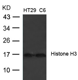 HIST1H3A Antibody