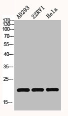 HIST1H3A/HIST2H3A/H3F3A Antibody