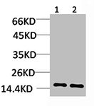 HIST1H3A Antibody