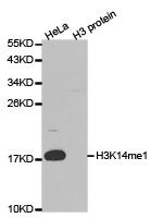 HIST3H3 Antibody