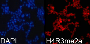 HIST3H3 Antibody