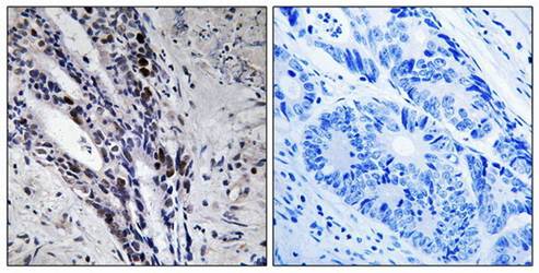 Histone H2A (Ab-121) Antibody