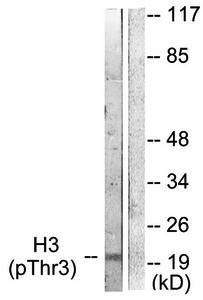 Histone H3 (Phospho-Thr3) Antibody