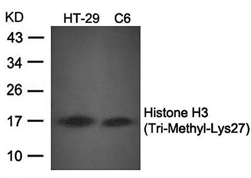 Histone H3 (Tri-Methyl-Lys27) Antibody