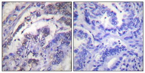 Histone H3 (Ab-3) Antibody