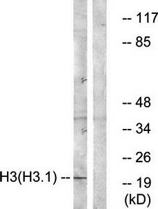 Histone H3 (Ab-3) Antibody