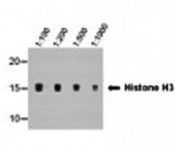 Histone H3 (tri methyl K9) Monoclonal Antibody