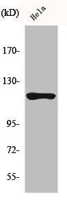 HK1 Antibody