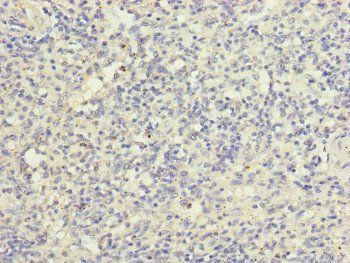 HK3 Antibody