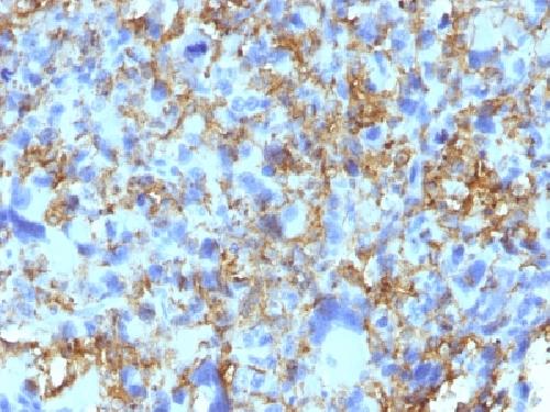 HLA-DRB1 Antibody