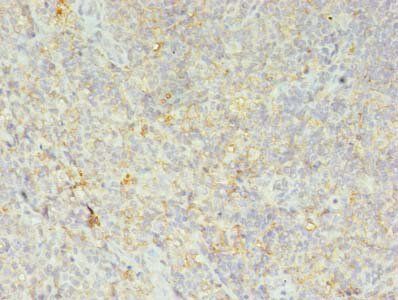 HLA-DRB4 Antibody