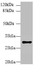 HLA-DRB4 Antibody