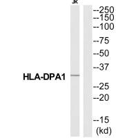 HLA-DPA1 Antibody