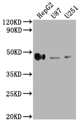 HLA-G Antibody