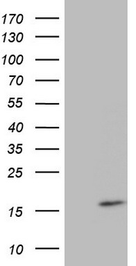 HMBS Antibody
