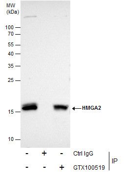 high mobility group AT-hook 2 Antibody