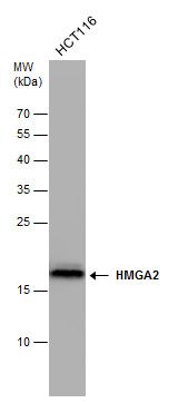 high mobility group AT-hook 2 Antibody