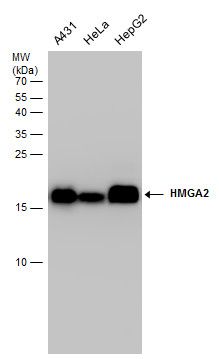 high mobility group AT-hook 2 Antibody