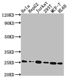 HMGB1 Antibody