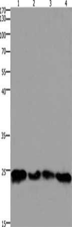 HMGB3 Antibody