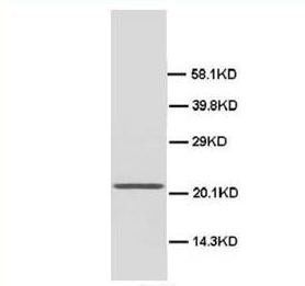 High mobility group protein B4 HMGB4 Rabbit Polyclonal Antibody