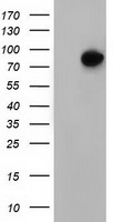 HNRNPF Antibody