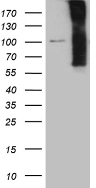 HNRNPA0 Antibody
