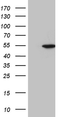 HNRNPA0 Antibody