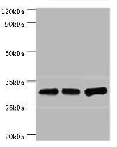 HNRNPA0 Antibody