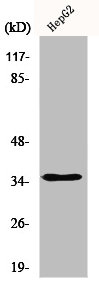 HNRNPA2B1 Antibody